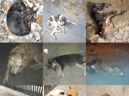 Help us save the strays of Kolkata