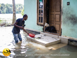 Animals of Kerala need your help! Save the Speechless & forgotten