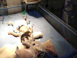 Help Me Save My Nephew