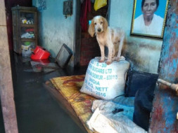 Help....India's 'biggest' pet rescue operation in Kerala floods