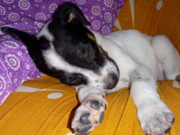 Save the Strays