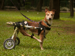 Help Kambli Reach Canada
