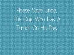 Please Save Uncle, The Dog Who Has A Tumor On His Paw