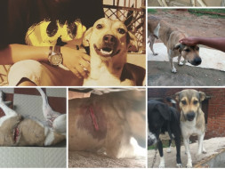 Raising Funds For Browny's Treatment