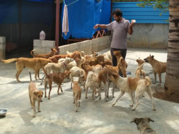Help ALAI Rescues Get A Permanent Shelter