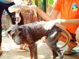 Help Marley have a dignified life