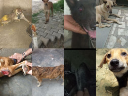 Help In The Treatment Of Eleven lives