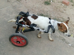 Help Me Support The Animals at Tails of Compassion