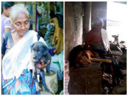 Help Ammini Amma to Build Shelter for her Dogs