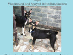 Peach and Plum Need an Open Shelter