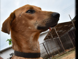 Fund Raiser for Construction of Kennels at VoV Shelter