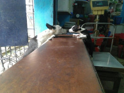 Help Me Save 25 Homeless Dogs