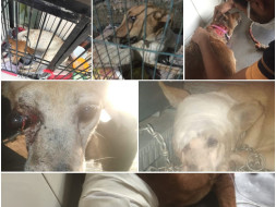 Help In Reducing The Miseries Of Three Neglected Stray Lives
