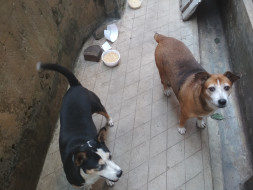Help Strays Get Nurtured