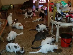 October Food Fund- Cat Sanctuary Goa
