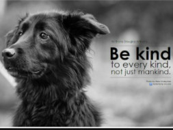 Help Street Dogs & Cats