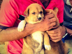 Food medicine and Sterilization for Street Pups