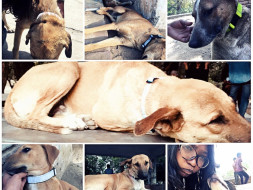 Join Us In Setting Up Foster Home And Adoption Centre
