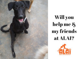Help ALAI pay for the medicines purchased to treat rescues!