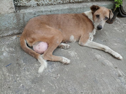 Help Lina For Breast Cancer Surgery