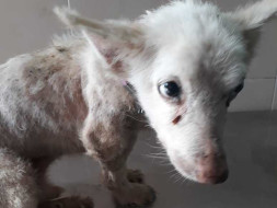 Help Samba Live A Happy Life Ahead