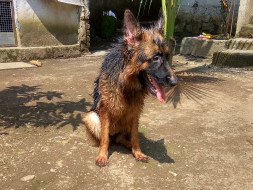 Help Ushi (GSD) Recover From Operation