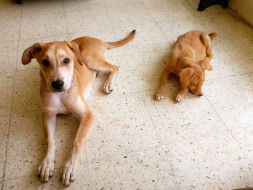Help four rescue puppies travel to their forever home 1700km away