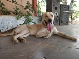 Clearing Leo's Dues to get him adopted