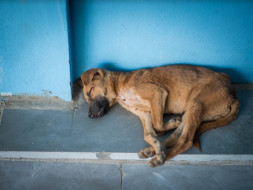 Help PFA get an ambulance for emergency rescues!