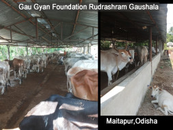 Help in Feeding And Sheltering The Voiceless