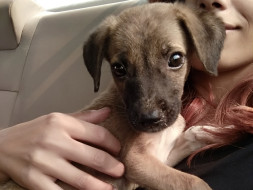 Help Joy stay safe in Foster