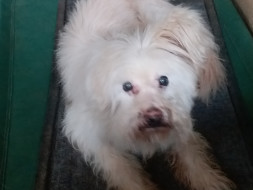 Help Bella and Lagoon recover