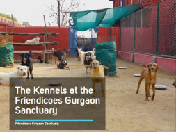 Help Friendicoes Build an Extra Shelter