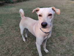 Donate to help Snowy reach his Loving And Caring Family