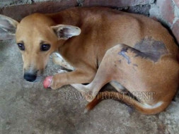 Help Build A Shelter For Injured Street Dogs