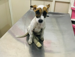 Please Save Veer, An Injured Puppy