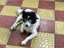 Help My Pet Suffering From Disease