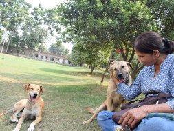 Support Abandon Dogs To Find Their Forever Home