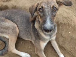 Help Boozo Find His Forever Home