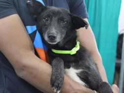 Help Pepsi Reach Home
