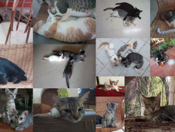 Help Us Neuter Street Cats in our Neighborhood