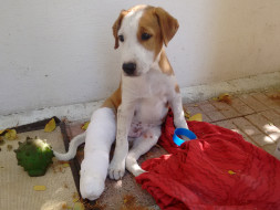 Help to complete the work of an Animal Shelter.