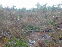 Help Rebuild Pushpavanam after Cyclone Gaja