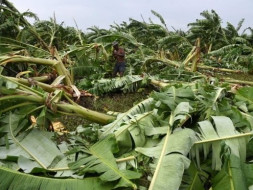 Gaja Storm Disaster Fund Relief