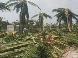 Help Cyclone Struck Pattukkottai Taluk in Tamil Nadu