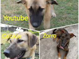 Help 3 survivor Dogs To Travel To Their Forever Home