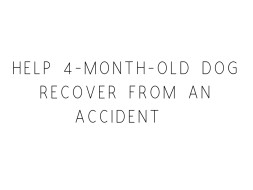 Help 4-month-old Dog Recover From an Accident