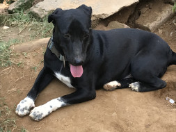 This special soul(Pepper) needs our help🙏🏻