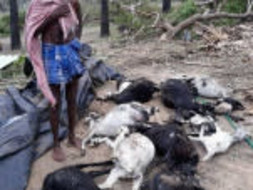 Help For GAJA CYCLONE Devastated Women.