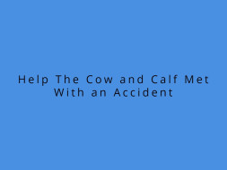 Help The Cow and Calf Met With an Accident